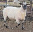 Sheep Trax Galileo 915G